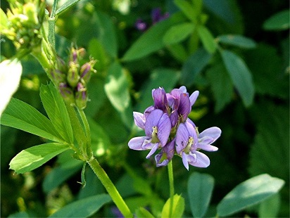خواص عرق یونجه