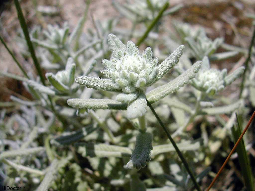 خواص گیاه کلپوره