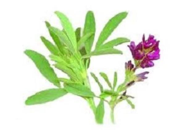 یونجه