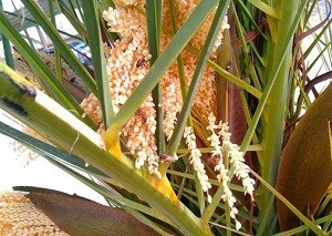 طارونه